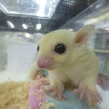 ３月２８日　フクロモモンガリューシ入舎！