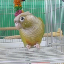 １０月３日　ウロコインコフェア！