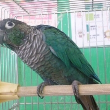 ウロコインコの仲間｜ウロコメキシコインコ・ブルー