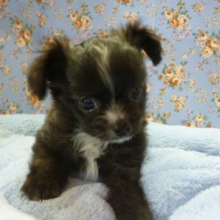 ４月１０日　チワプー！