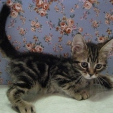 １月２８日　わんちゃん・ねこちゃん月末セール