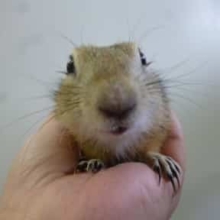 ５月２５日　リチャードソンジリス！