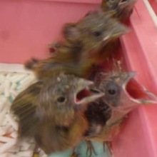 ７月１５日　カナリアのヒナ入舎！