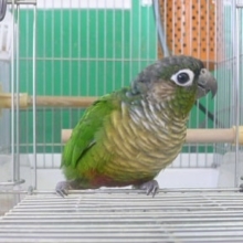 ウロコインコの仲間｜ウロコメキシコインコ