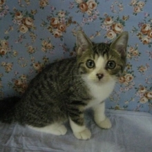 9/20　ミックス猫の入舎