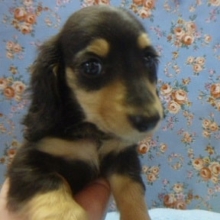 ２月２０日　トイプー＆ダックス入舎