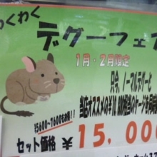 １月２４日　デグーフェア！
