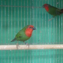 ６月２４日　キンノジコ　日の丸鳥　ダイヤモンドフィンチ