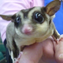 ２月１２日　フクロモモンガ！