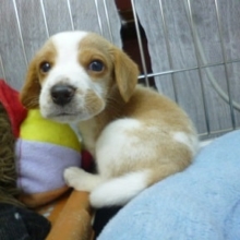 10月10日　ビーグル入舎！