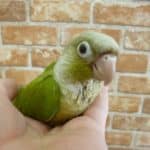 5月22日　ウロコインコ紹介！