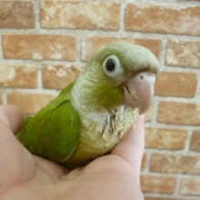 5月22日　ウロコインコ紹介！