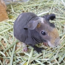 ２月２８日　スキニーギニアピッグ