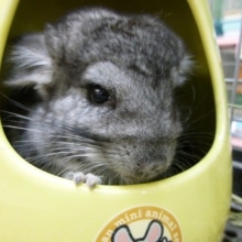 ９月２７日　チンチラ　グレーとブラック