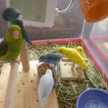 ９月５日　マメルリハ大集合特価！