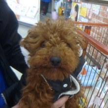 ３月４日　トイプードル！