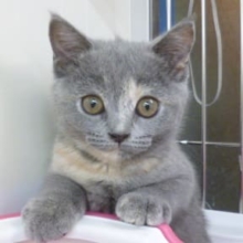 ８月２７日　ブリティッシュ・ショートヘア