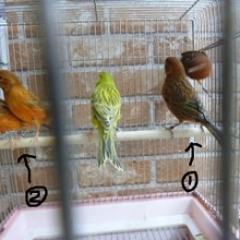 水棲亀とお得なカナリア！！