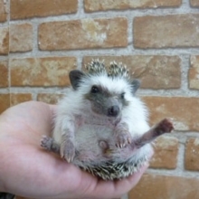 ５月２日　ハリネズミ