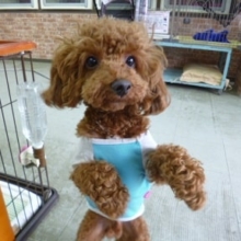 ５月４日　お出迎えわんちゃん！