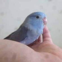 ７月９日　マメルリハフェア！