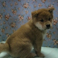 ３月２日　柴犬もふもふ