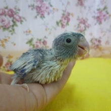 １０月２２日　マメルリハヒナ