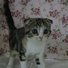 ９月１３日　マンチカン入舎！