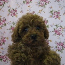 ６月１９日　トイプー