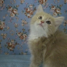 6月10日　ノルウェージャン入舎！