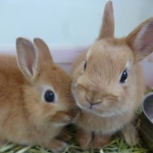 ２月６日　ドワーフラビットフェア！