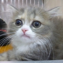 ８月２２日　スコティシュフォールド