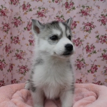 流山店にシベリアンハスキー入舎！！！