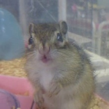 ３月２３日　シマリス入舎！