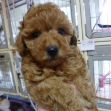 １月２６日　トイプードル！