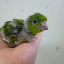 ８月２日　サザナミインコフェア！