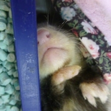 11月５日　パスバレーフェレット入舎！