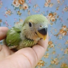 コザクラインコ　ノーマル