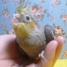 オカメインコ　ノーマル