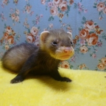 パスバレーフェレット　セーブル