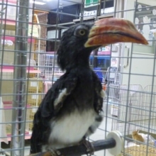 カンムリコサイチョウ