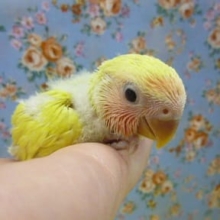 コザクラインコ　ゴールデンチェリー