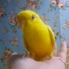 サザナミインコ　ルチノー