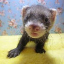 パスバレーフェレット　セーブル