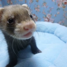 パスバレーフェレット　セーブル