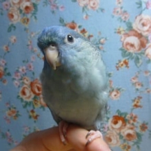 サザナミインコ　コバルト