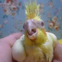オカメインコ　ルチノー