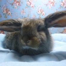 フレンチロップ