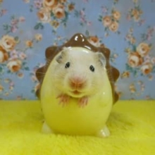キンクマハムスター