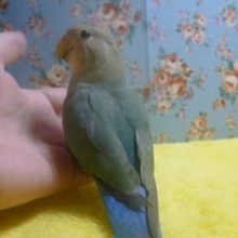 コザクラインコ・シーグリーン